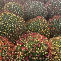 进口球菊菊花