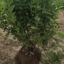 卫矛30/40/50/60/80规格齐全成活率高价格优惠