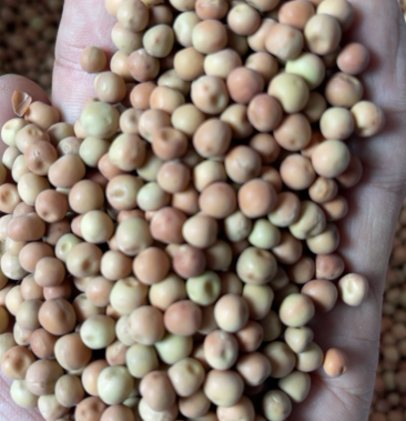 [干豌豆批发]批发 澳洲红麻豌豆可做豌豆苗水培芽苗菜鸽粮用价格2.
