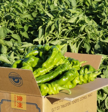新疆奇台头岔螺丝椒精品出地