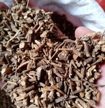 寻骨风常年批发供应冷背中药材寻骨风实图拍摄