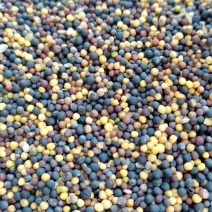 油菜籽（贵州菜籽）2026新菜籽