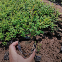 黄刺玫40/50/60/80规格齐全成活率高价格优惠