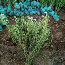 绿叶水蜡30/40/50/60规格齐全成活率高价格优惠