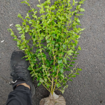 绿叶水蜡80/100/120/140规格齐全成活率高精品