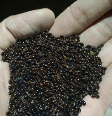 黑糜子黍子精选过比重机抛光线上线下可联系视频