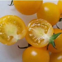 黄皮圣女果苗