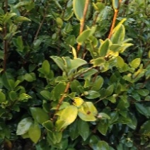 江西茶油果物理压榨江西茶果物理压榨江西存天然压榨山茶果