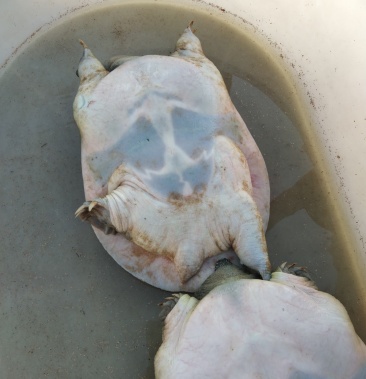 [鳖批发]南丰县9年老甲鱼价格55.00元/斤 - 一亩田