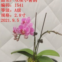 A级蝴蝶兰双剑专区特惠发货标准如图实物实拍图