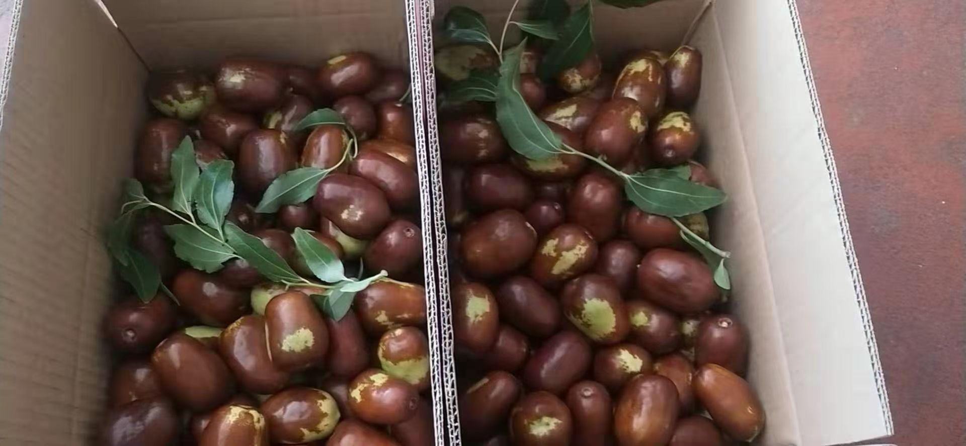 新鲜骏枣整齐地摆放在传统竹编筐中,背景为农村厨房的木质案台,光线柔和自然,体现原生态保存方式 骏枣在竹筐中自然晾放的场景