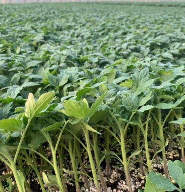 千禧圣女果苗粉红果樱桃西红柿苗小番茄苗