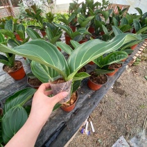宝莲灯花卉盆栽室内大花美丁花苗四季开花非进口好养高档花卉