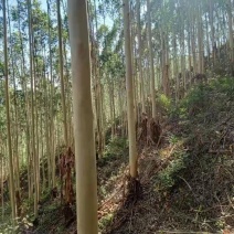 桉树林流转
