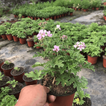驱蚊草盆栽香叶天竺葵植物驱蚊香草室内花卉卧室绿植