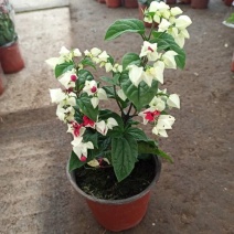 龙吐珠花盆栽花卉观赏植物客厅室内花四家开花吸甲醛