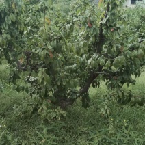 李子树3-15公分，各种品种，大量出售，质量优