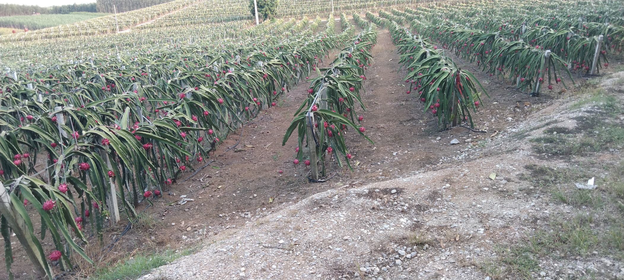 挑选火龙果的对比图，展示优质与劣质果实