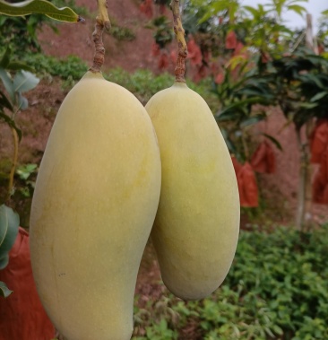 [芒果批发]本果来自云南普洱景东本地特有品种,口感细腻,无纤维耐运输