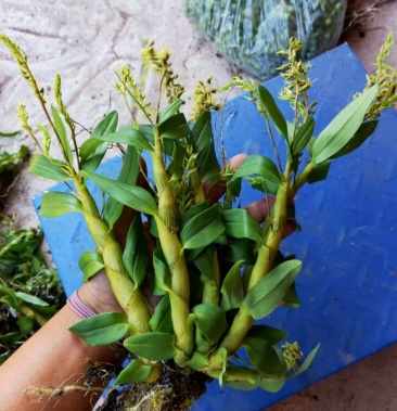 珍虫石斛鲜条云南高山地区森林野生特产下山货