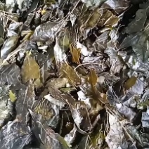贵州高山苦丁茶