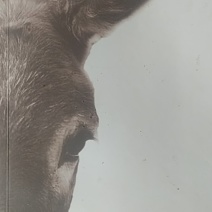 育肥公驴，四百七八十斤左右。全是一年多的肥驴