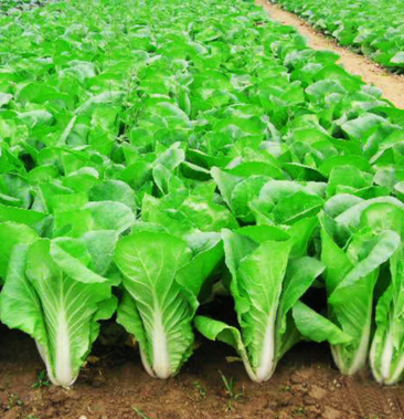 四川小白菜 快菜 白菜 叶菜基地直供现割现卖可打冷发冷柜