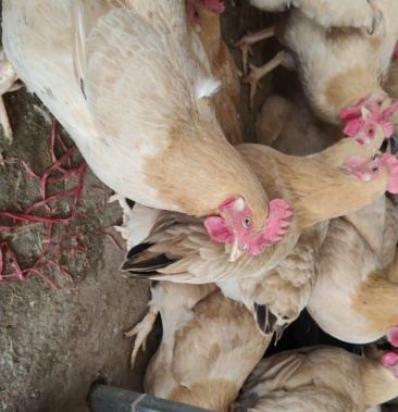 潲水母鸡潲水阉鸡批惠州市内20公里内加配送费250元