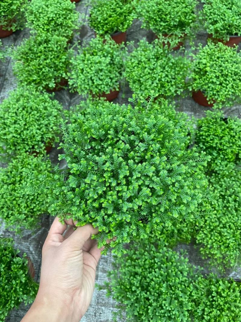 四川成都温江情人草  规格齐全 视频看货 质量保证