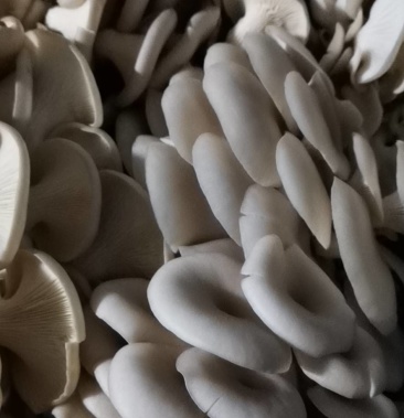 平菇标准筐一层9斤连筐十斤