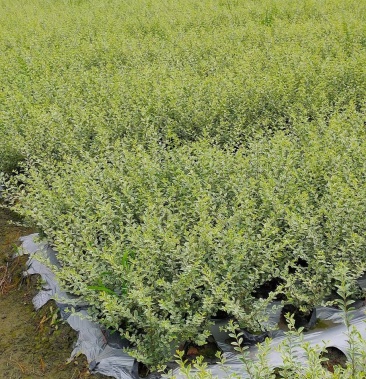 银姬小蜡,毛笼子.银自小蜡球自家基地直销量大从优欢迎选购