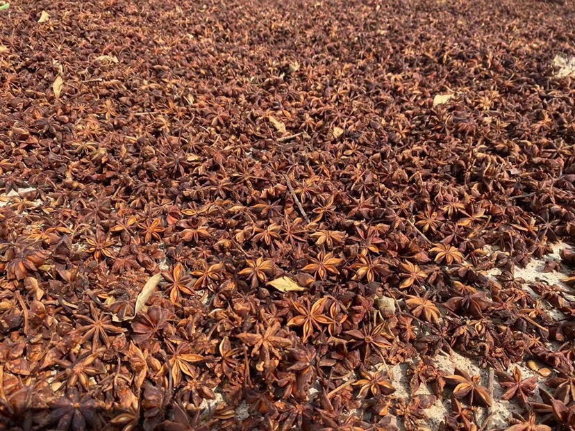 新鲜干燥的八角实物图,展示其星形外观和深棕色的果实 八角实物图