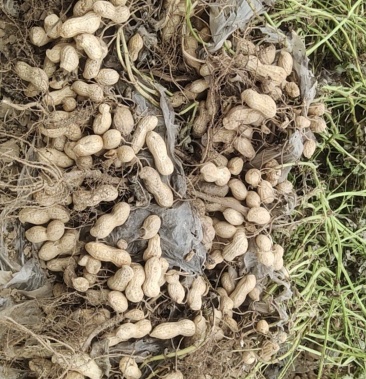 80元/斤 - 一亩田