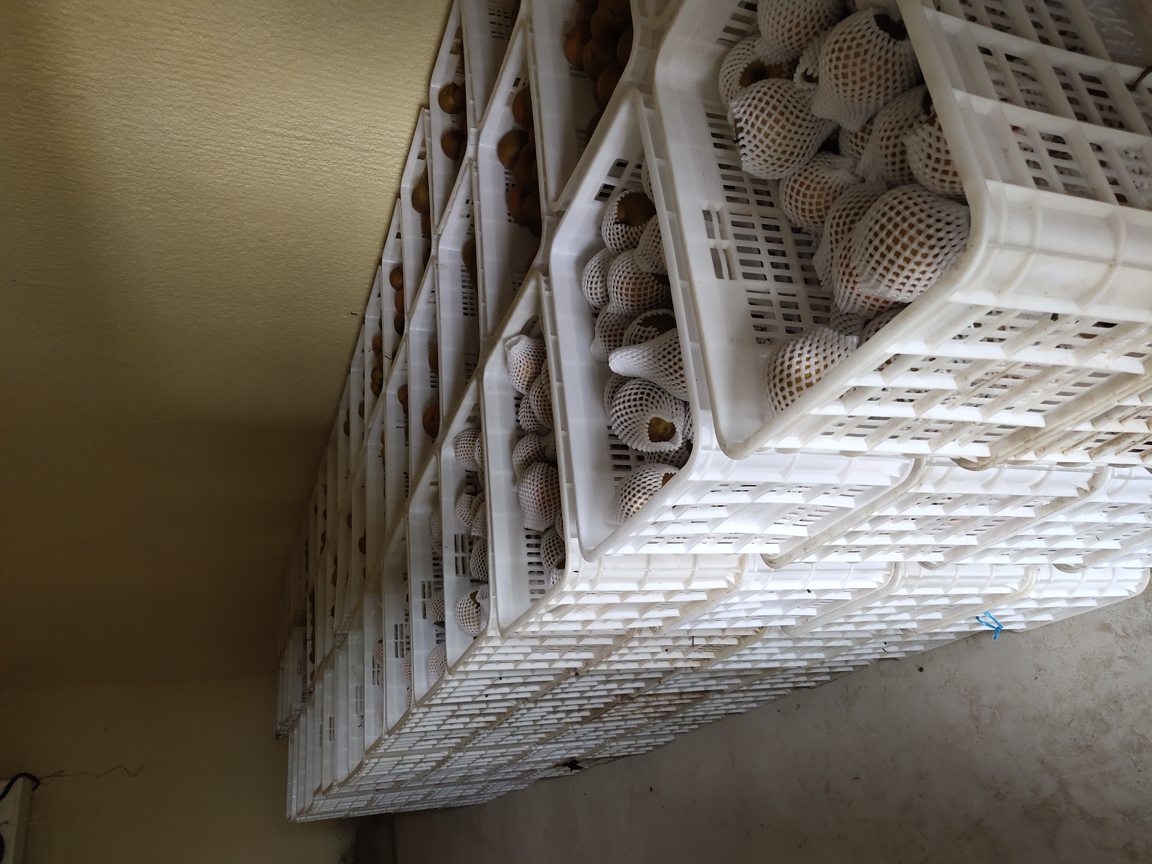 秋月梨分拣包装车间