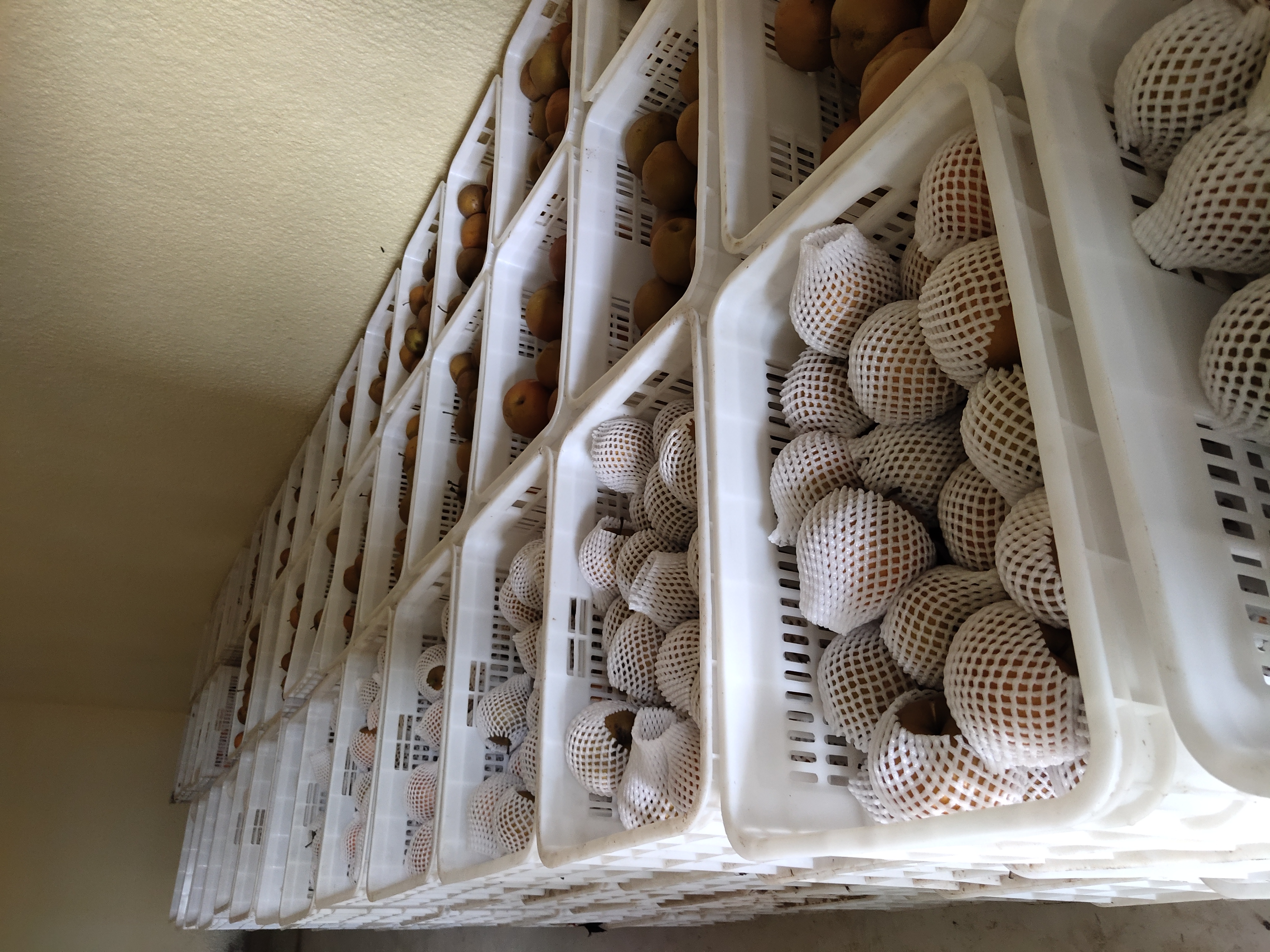 超市货架上的秋月梨展示