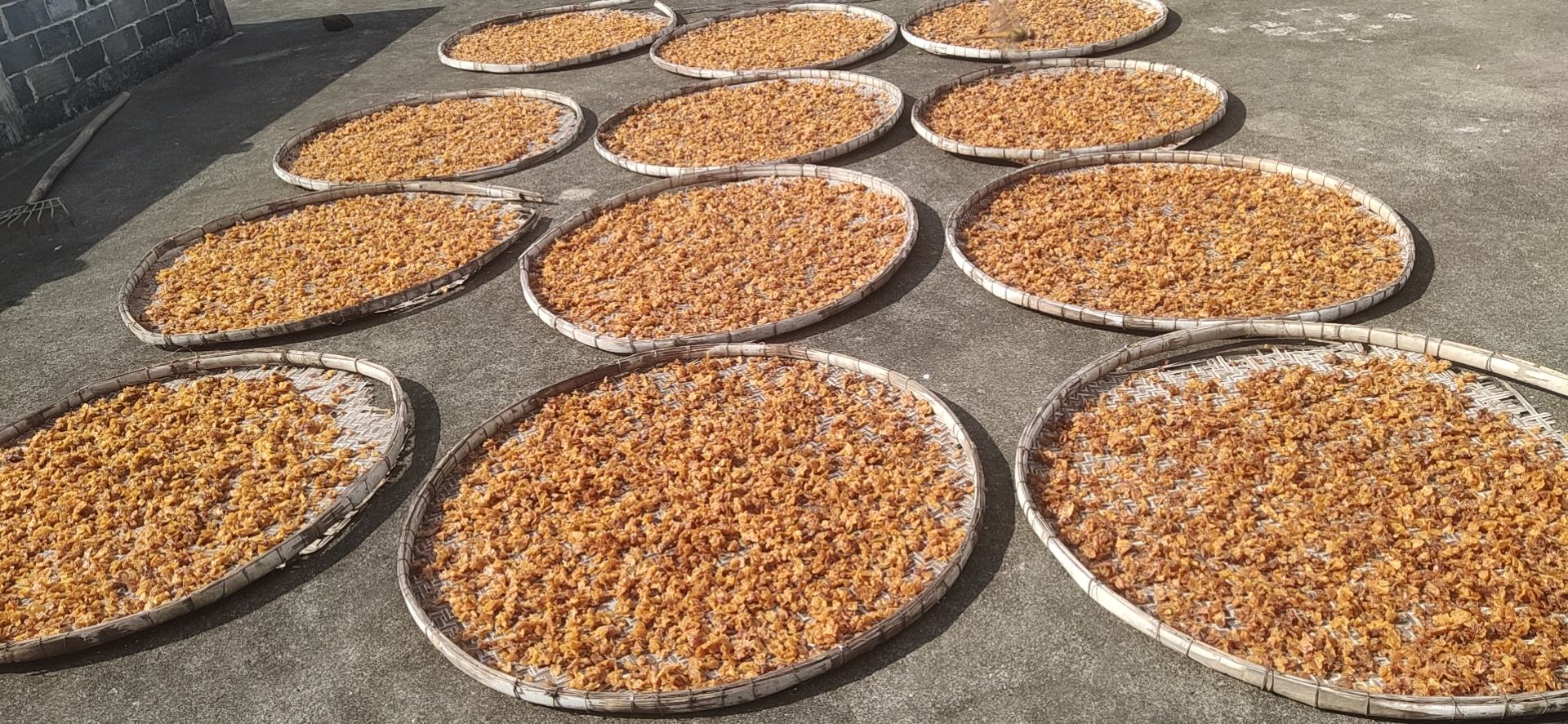 多个圆形竹编簸箕平铺在阳光充足的场地上,每个簸箕内均匀摊开着大量正在晾晒的干桂圆,果粒呈深褐色,表面微泛油光,背景可见农村院落和蓝天白云,体现传统自然晾晒工艺 晾晒中的干桂圆排列在竹席上