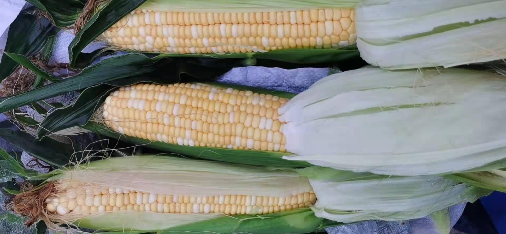 新鲜蒸制的水果玉米特写,强调天然色泽、饱满籽粒与无添加烹饪方式,体现健康晚餐主食形象 蒸熟的水果玉米特写,金黄色饱满籽粒晶莹透亮,表面微泛水光,无任何酱料或油脂附着,置于原木砧板上,背景虚化呈现厨房暖光环境