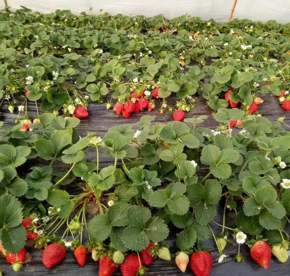 沈丘草莓种植基地