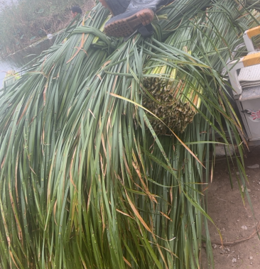 [干蒲草批发]蒲草价格2.00元/斤 - 一亩田