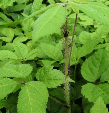 长梗刺五加苗,苗壮根粗,抗寒,圃地直销!