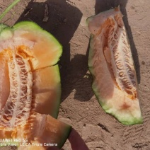 新疆火焰山哈密瓜，西州蜜17号25号大量上市，产地直发