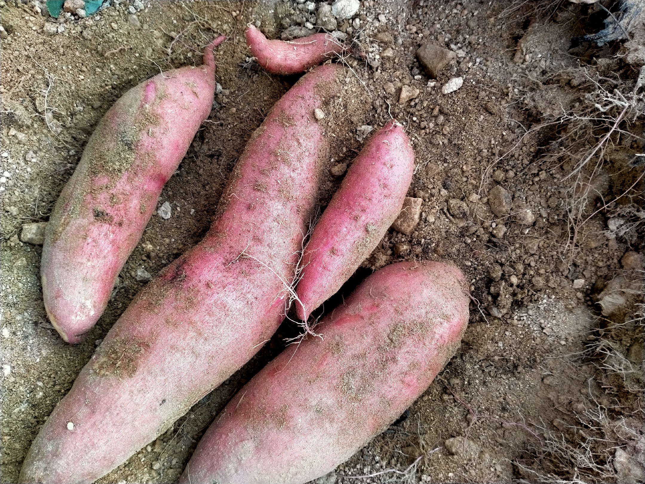 一片广阔的甘薯田中,农民正在采收济薯块茎,地上堆放着刚出土的济薯26,表皮完整、大小均匀,远处有农机辅助作业,天空晴朗,体现现代农业规模化种植景象 田间济薯收获场景