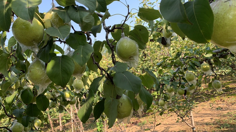 展示高特鸭梨种植园的现代化管理场景,工人正在进行修剪和管理,背景为整齐排列的果树 高特鸭梨种植园实景