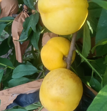 [中油油桃批发]中油21号油桃价格2.00元/斤 - 一亩田