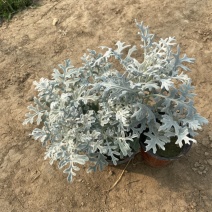 银叶菊