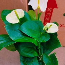 陆航100#白天鹅白掌精选盆栽绿植实物实拍图发货标准如图
