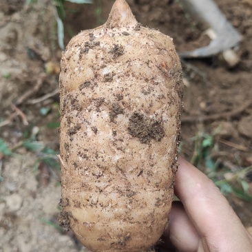 乌红杂交天麻,鲜天麻.乌红杂交天麻原产地,高山天麻