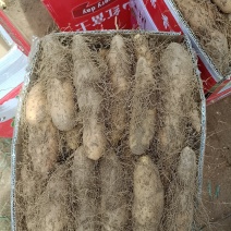 黄泥毛薯大量上市