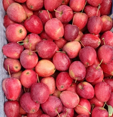 辽宁锦州北镇鸡心果大量上市了