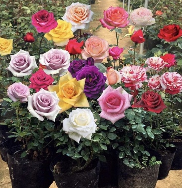 [大花月季批发]大花月季价格2.00元/棵 - 一亩田